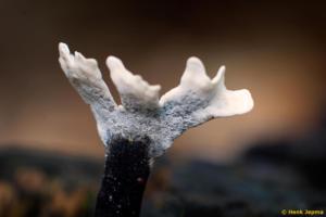 Geweizwam gemaakt met een Leitz Colorplan op een Canon Crop Camera.