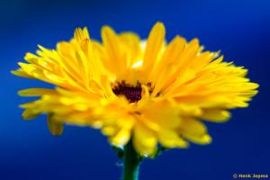 Goudsbloem gemaakt met een Colorplan op een Canon Crop Camera.