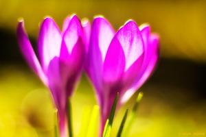 Krokus gemaakt met een Colorplan op een Canon Crop Camera 