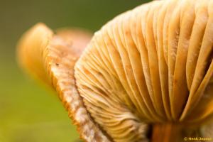 Paddenstoel gemaakt met een Pentacon AV op een Canon Crop Camera.