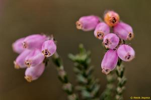 Heide in bloei gemaakt met een Pentacon AV op een Canon Crop Camera.