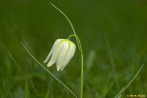 Kievitsbloem gemaakt met een Heidosmat op een Canon Crop Camera 