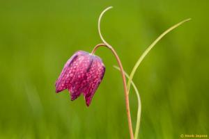 Kievitsbloem gemaakt met een Heidosmat op een Canon Crop Camera 