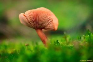 Paddenstoel gemaakt met een Leitz Colorplan op een Canon Crop Camera.