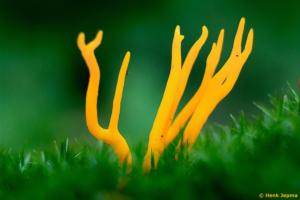 Kleverig koraalzwam gemaakt met een Leitz Colorplan op een Canon Crop Camera.