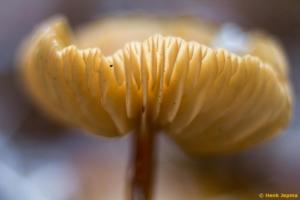 Paddenstoel gemaakt met een Leitz Colorplan op een Canon Crop Camera.