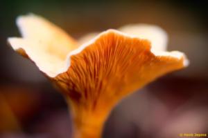 Paddenstoel gemaakt met een Leitz Colorplan op een Canon Crop Camera.