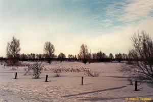 IJssel bij Hattem in de winter