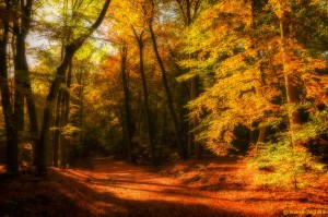 Herfst in het Leuvenumse bos