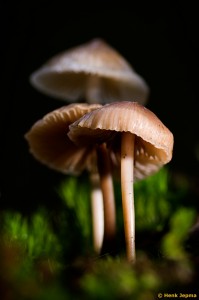 Paddenstoelen en zwammen