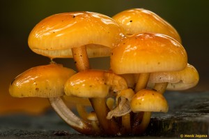 Paddenstoelen en zwammen