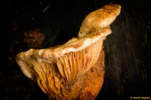 Paddenstoelen en zwammen