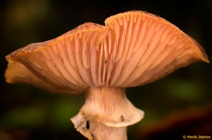 Paddenstoelen en zwammen