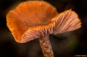Paddenstoelen en zwammen
