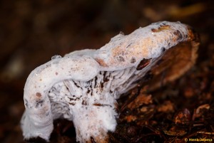 Paddenstoelen en zwammen