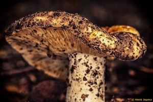 Paddenstoelen en zwammen