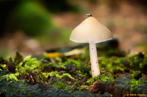 Paddenstoelen en zwammen