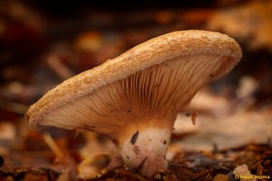 Paddenstoelen en zwammen