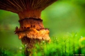 Paddenstoelen en zwammen