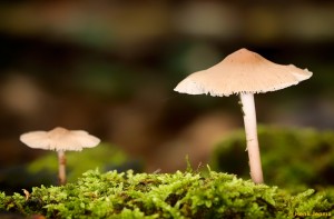 Paddenstoelen en zwammen