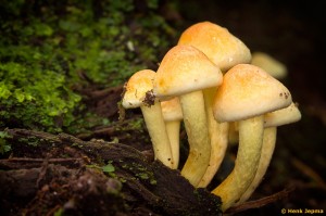 Paddenstoelen en zwammen