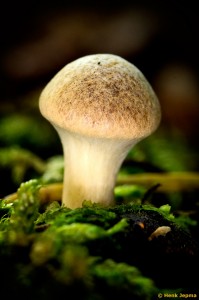 Paddenstoelen en zwammen