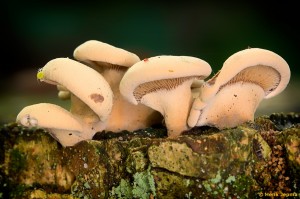 Paddenstoelen en zwammen