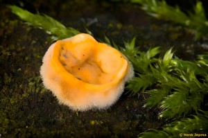 Paddenstoelen en zwammen