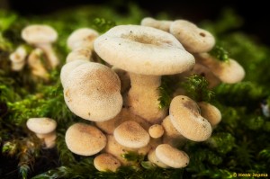 Paddenstoelen en zwammen