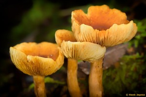Paddenstoelen en zwammen
