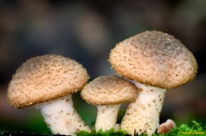 Paddenstoelen en zwammen