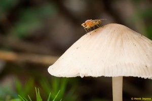 Paddenstoelen en zwammen