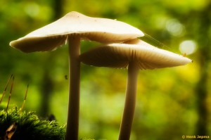 Paddenstoelen 2016