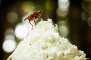 Paddenstoelen en zwammen