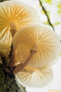 Paddenstoelen en zwammen