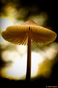 Paddenstoelen en zwammen