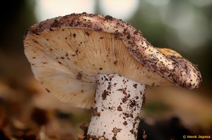 Paddenstoelen en zwammen