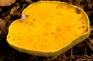 Goudgele holsteelboleet