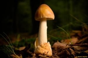 roodbruine slanke Amaniet