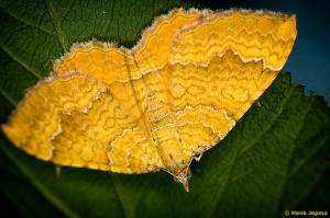 Nachtvlinder gestreepte goudspanner
