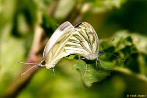 Struinwaard - Parende vlinders                     