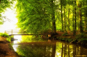 Bos in Berkum, Zwolle       