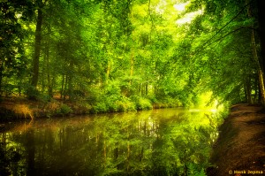 Bos in Berkum, Zwolle       