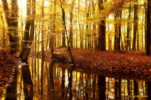 Leuvenumse bos - Herfst       