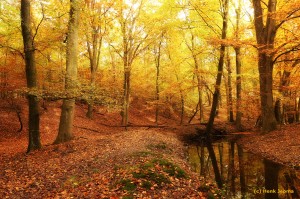 Leuvenumse bos - Herfst      