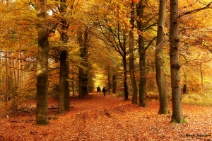 Leuvenumse bos - Herfst           