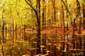 Leuvenumse bos - Herfst               