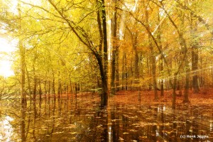 Leuvenumse bos - Herfst          