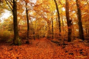 Leuvenumse bos - Herfst               
