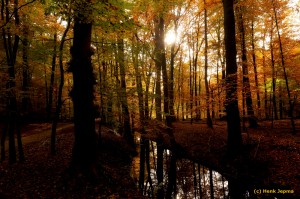 Leuvenumse bos - Herfst            